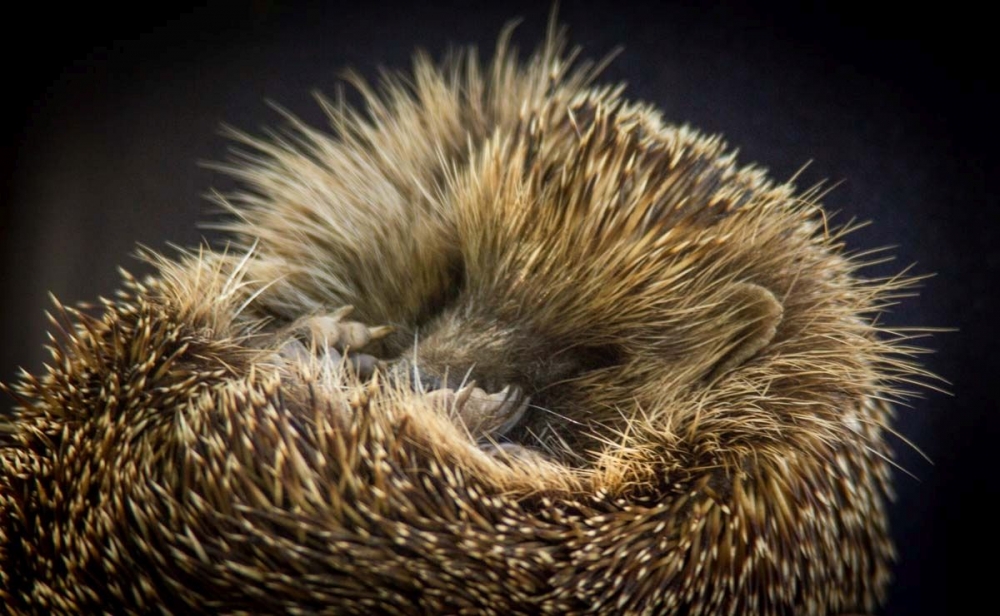 1st Prickly baby by Dave Berkshire